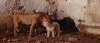11525_Ursus-im-Tal-der-Loewen-screenshot06.png