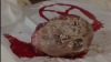 5294_zombies-unter-kannibalen06.png